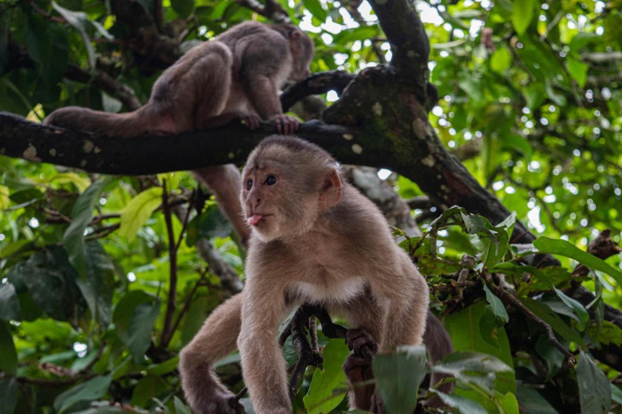 Suchipakari Amazon Eco -Lodge & Jungle Reserve Puerto Misahuallí Zewnętrze zdjęcie