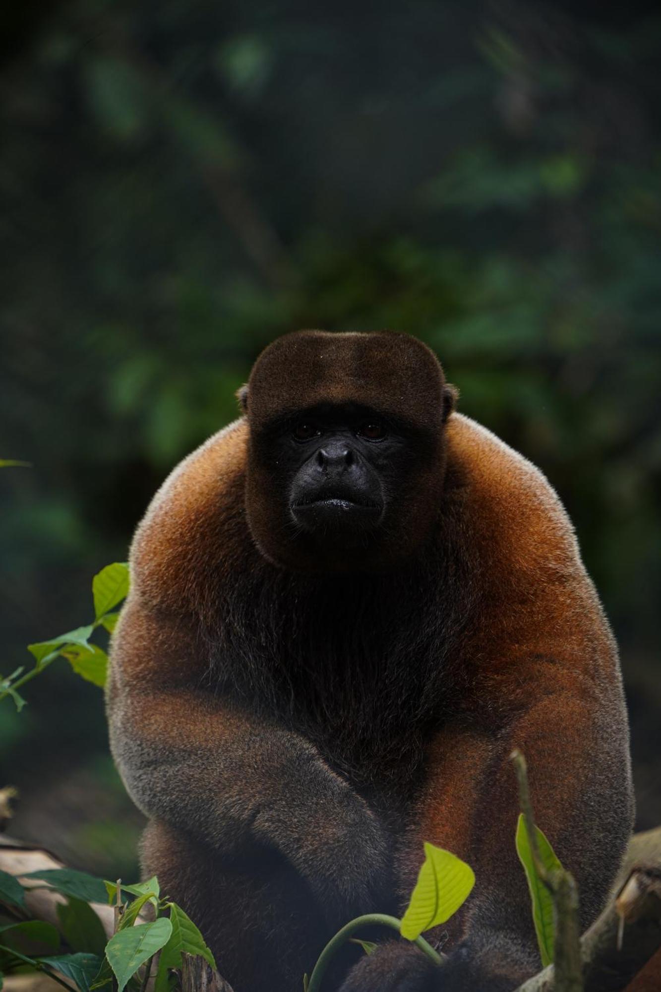 Suchipakari Amazon Eco -Lodge & Jungle Reserve Puerto Misahuallí Zewnętrze zdjęcie