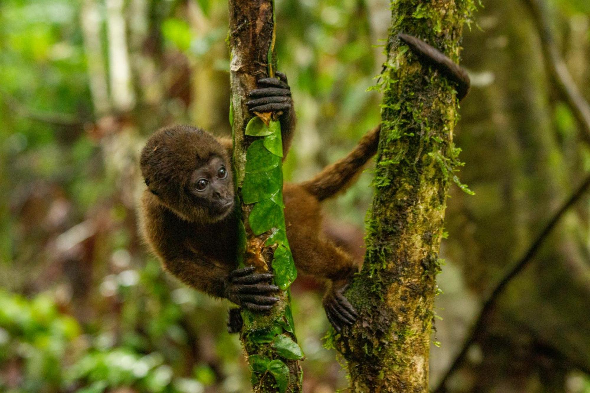 Suchipakari Amazon Eco -Lodge & Jungle Reserve Puerto Misahuallí Zewnętrze zdjęcie